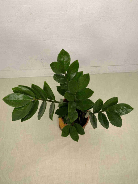 Замиокулькас (Zamioculcas)